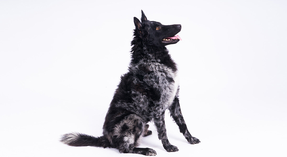 Mudi — owczarek węgierski — wszystkie informacje i opis rasy Zoocial.pl